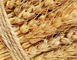 Пшениця в Чикаго стрімко зросла в ціні на 8% через весняні снігопади